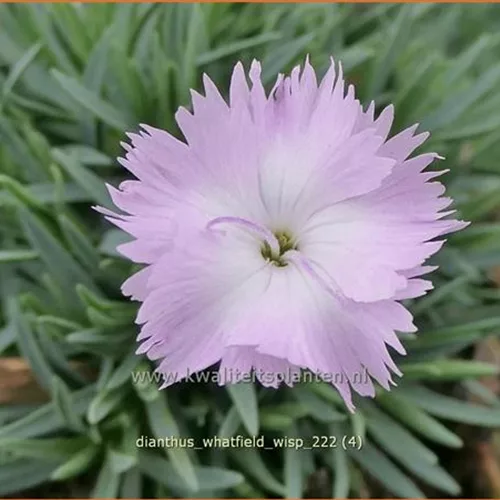 Dianthus 'Whatfield Wisp'