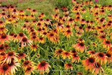 Echinacea purpurea 'Fiery Meadow Mama'