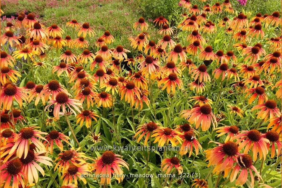 Echinacea purpurea 'Fiery Meadow Mama'