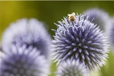 Echinops ritro