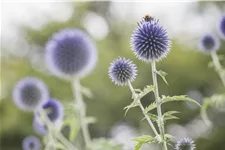 Echinops ritro