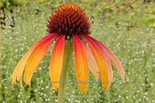 Echinacea purpurea 'Fiery Meadow Mama'