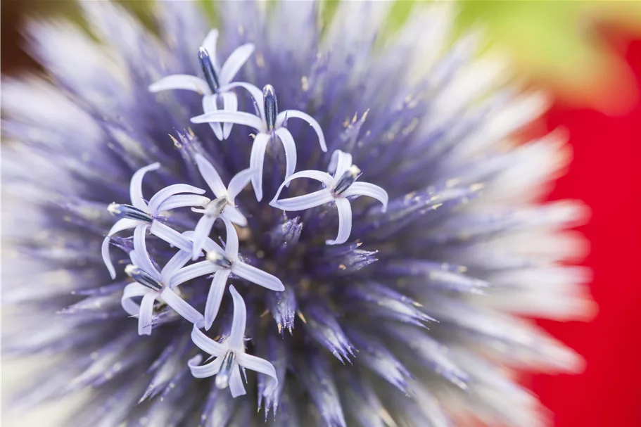 Echinops ritro
