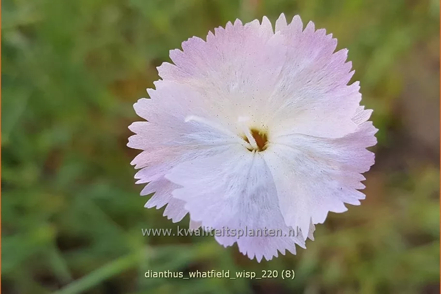 Dianthus 'Whatfield Wisp'