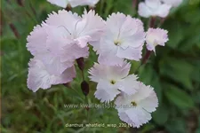 Dianthus 'Whatfield Wisp'