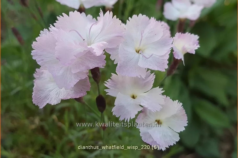Dianthus 'Whatfield Wisp'