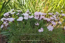 Dianthus 'Whatfield Wisp'