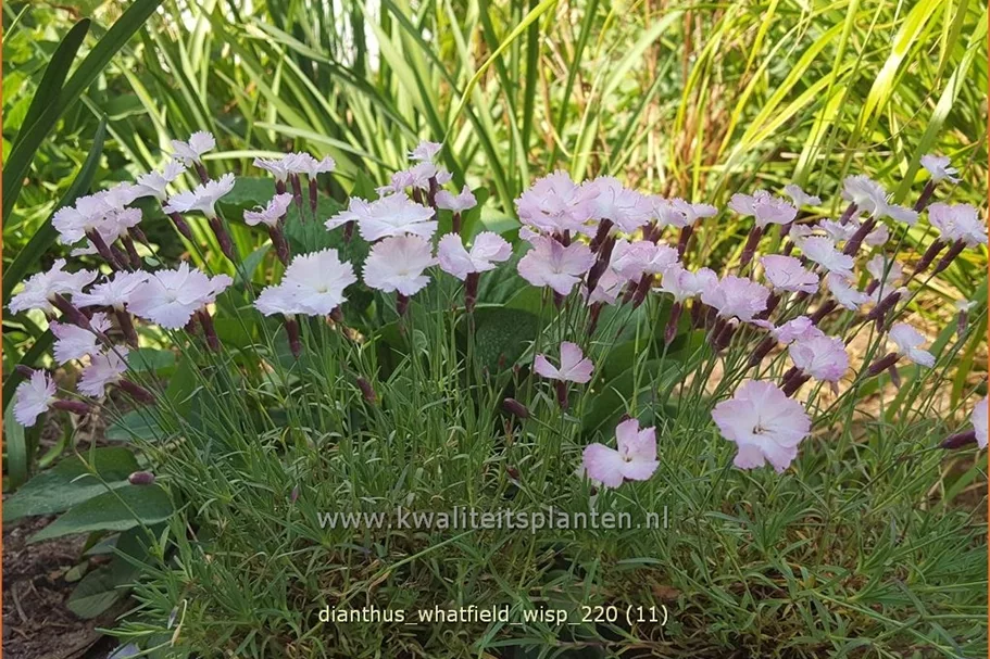 Dianthus 'Whatfield Wisp'