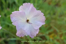 Dianthus 'Whatfield Wisp'