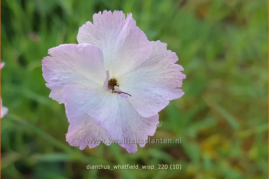 Dianthus 'Whatfield Wisp'