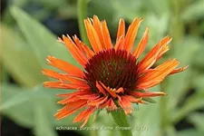 Echinacea purpurea 'Flame Thrower'