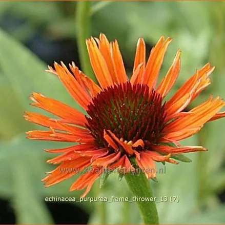 Echinacea purpurea 'Flame Thrower'