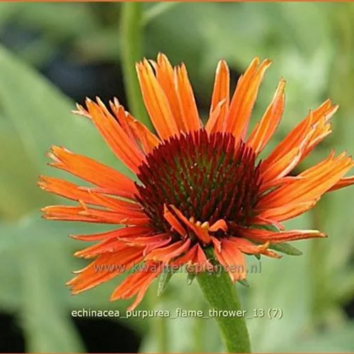 Echinacea purpurea 'Flame Thrower'