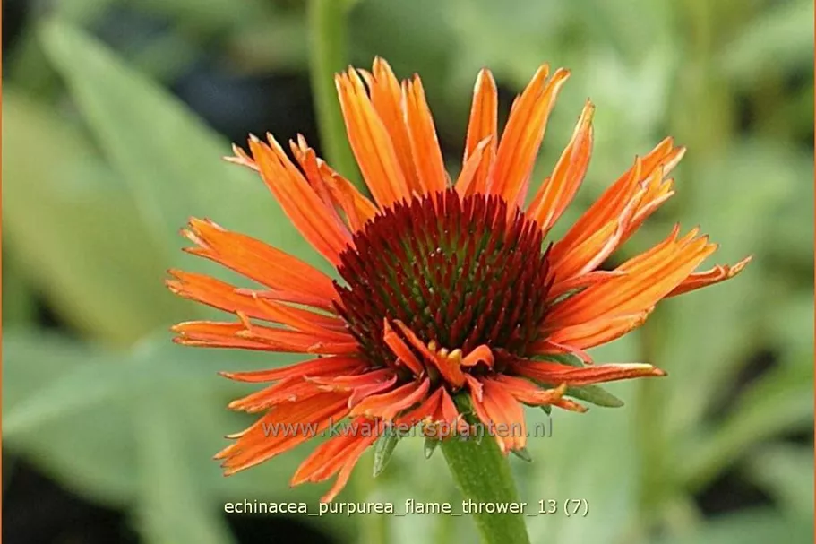 Echinacea purpurea 'Flame Thrower'
