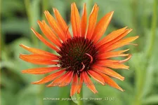 Echinacea purpurea 'Flame Thrower'