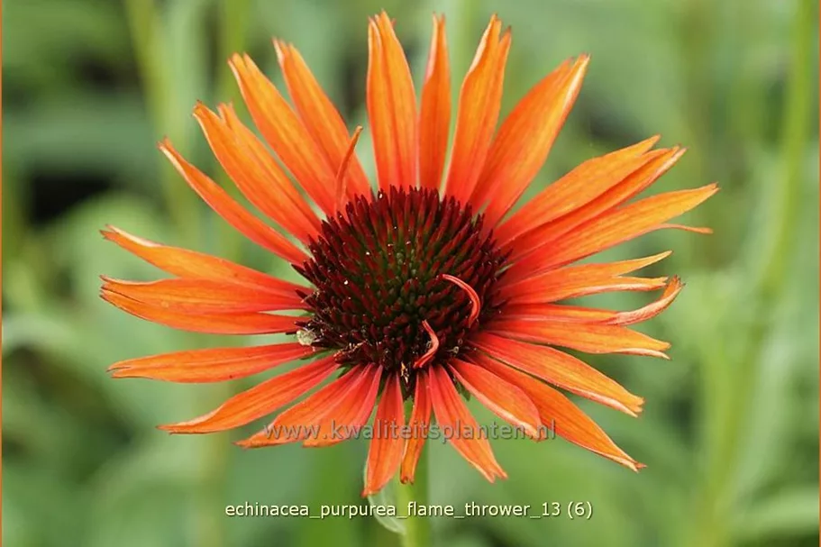 Echinacea purpurea 'Flame Thrower'