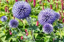 Echinops ritro 'Veitchs Blue'