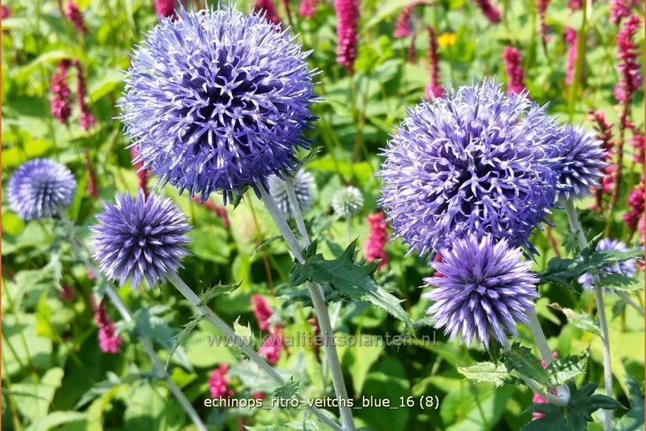 Echinops ritro 'Veitchs Blue'