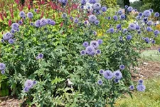 Echinops ritro 'Veitchs Blue'
