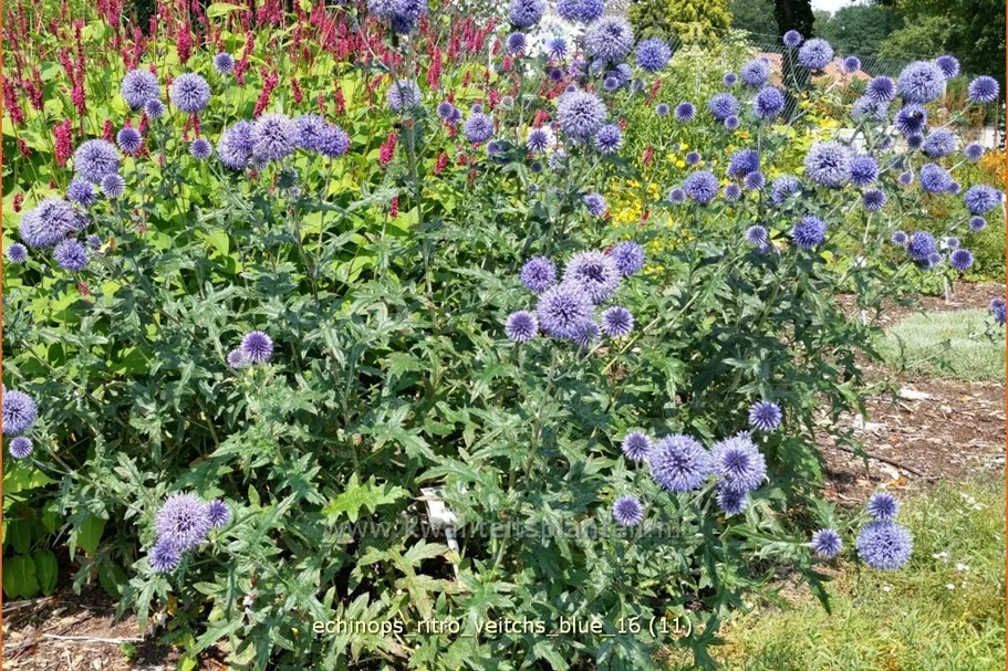 Echinops ritro 'Veitchs Blue'
