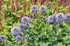 Echinops ritro 'Veitchs Blue'