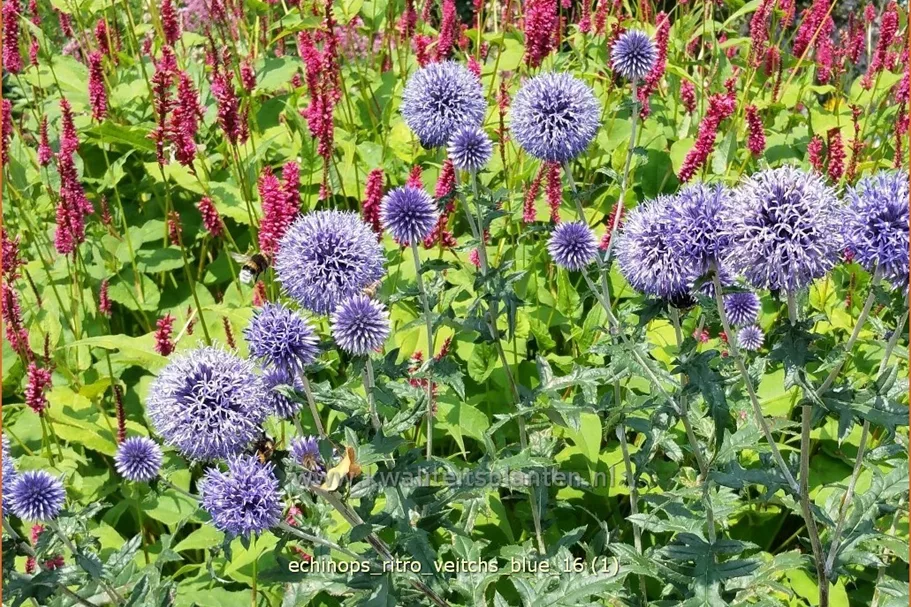 Echinops ritro 'Veitchs Blue'