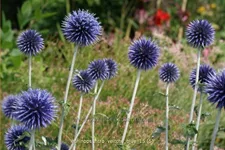 Echinops ritro 'Veitchs Blue'