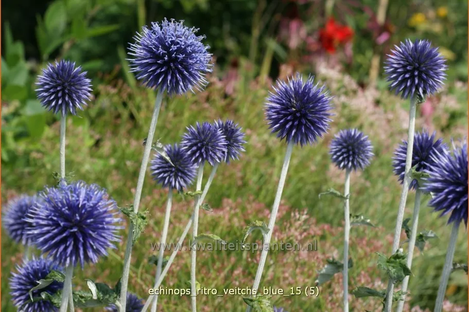 Echinops ritro 'Veitchs Blue'