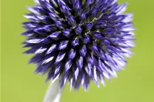 Echinops ritro 'Veitchs Blue'