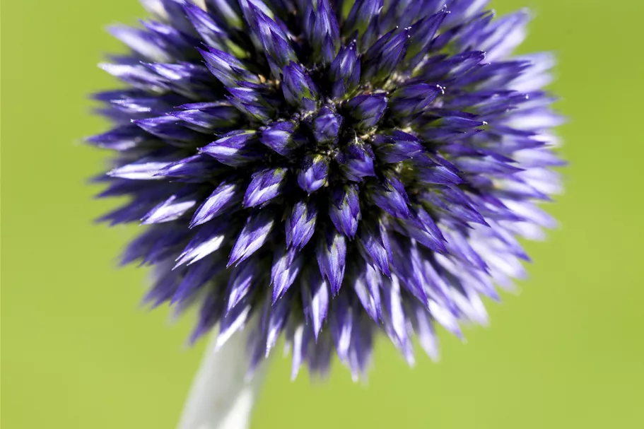 Echinops ritro 'Veitchs Blue'