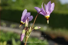 Dodecatheon meadia