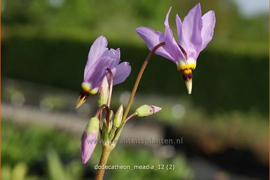 Dodecatheon meadia