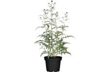 Echinops ritro 'Veitchs Blue'