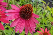 Echinacea purpurea 'Glowing Dream'