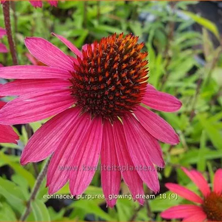 Echinacea purpurea 'Glowing Dream'