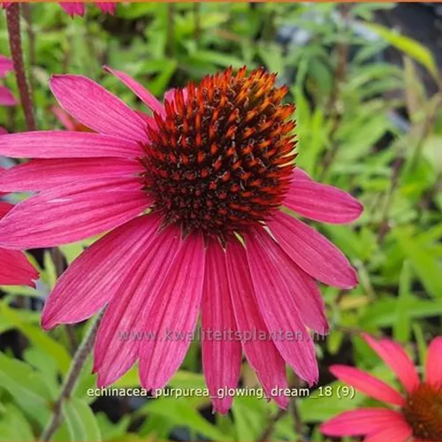 Echinacea purpurea 'Glowing Dream'