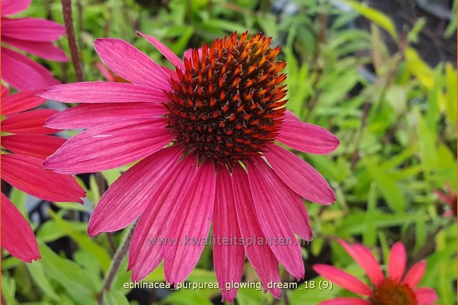 Echinacea purpurea 'Glowing Dream'
