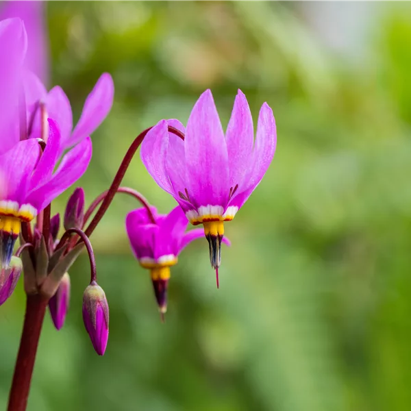 Dodecatheon meadia