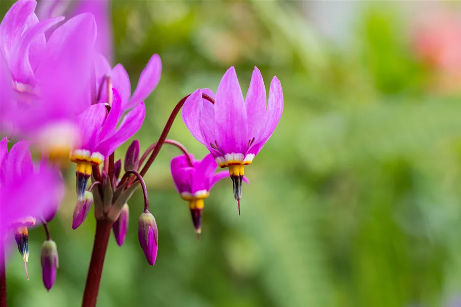 Dodecatheon meadia