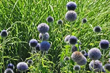 Echinops ritro 'Veitchs Blue'