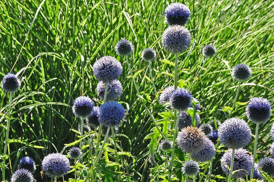 Echinops ritro 'Veitchs Blue'
