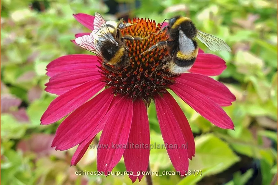 Echinacea purpurea 'Glowing Dream'