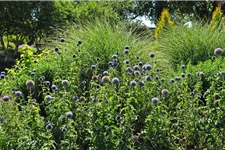 Echinops ritro 'Veitchs Blue'