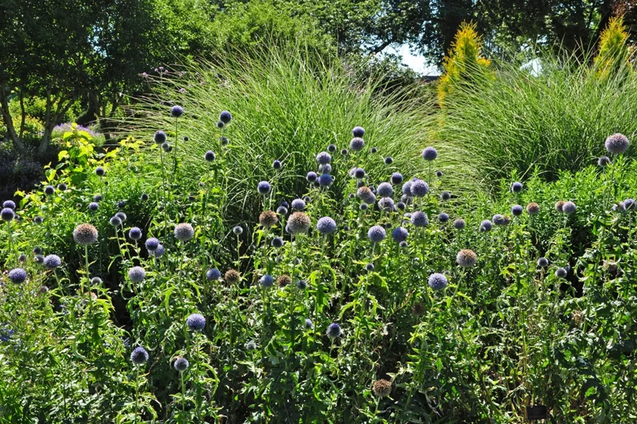 Echinops ritro 'Veitchs Blue'