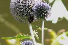 Echinops ritro 'Veitchs Blue'