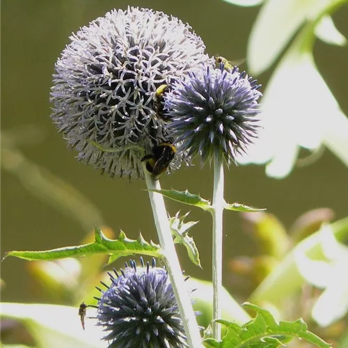 Echinops ritro 'Veitchs Blue'