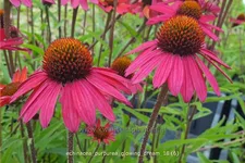 Echinacea purpurea 'Glowing Dream'