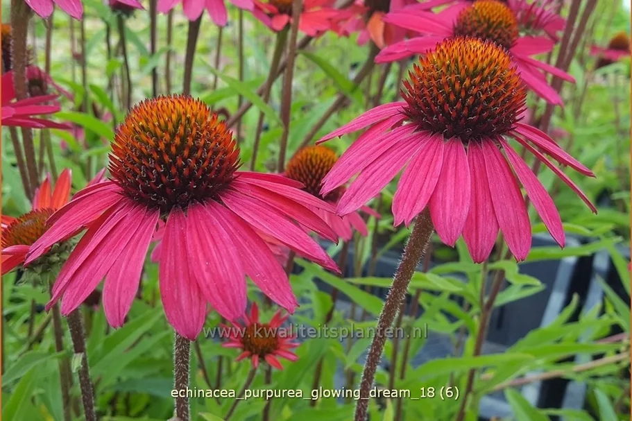 Echinacea purpurea 'Glowing Dream'