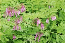 Dicentra formosa