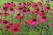 Echinacea purpurea 'Glowing Dream'
